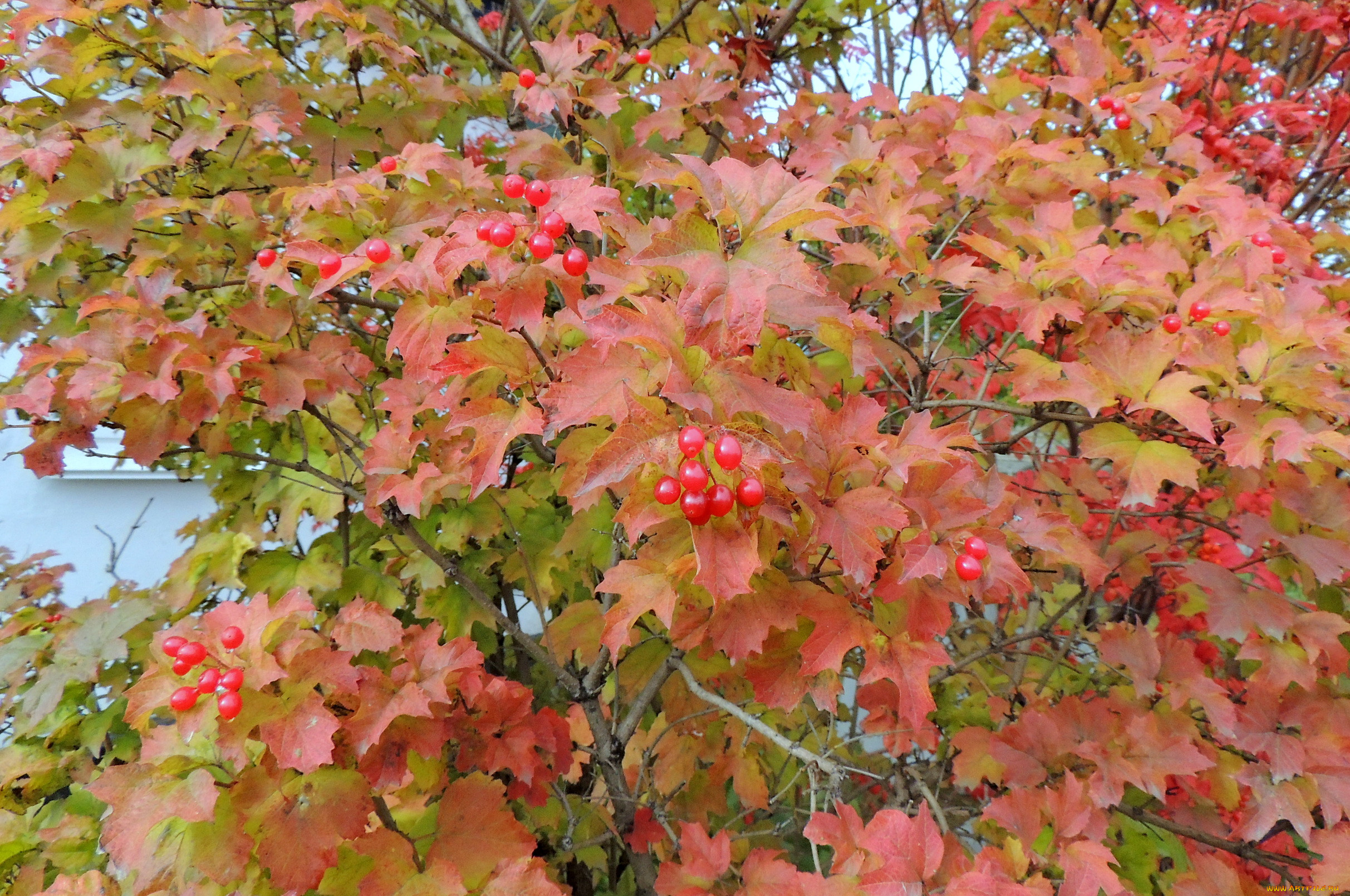 листья калины фото осенью